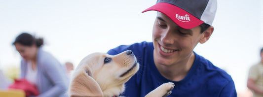 Happy Golden Retriever Puppy Fixated